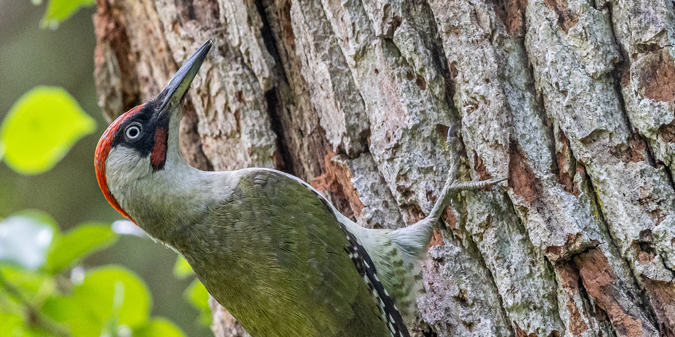 Le pic vert - Une boîte noire pour son cerveau